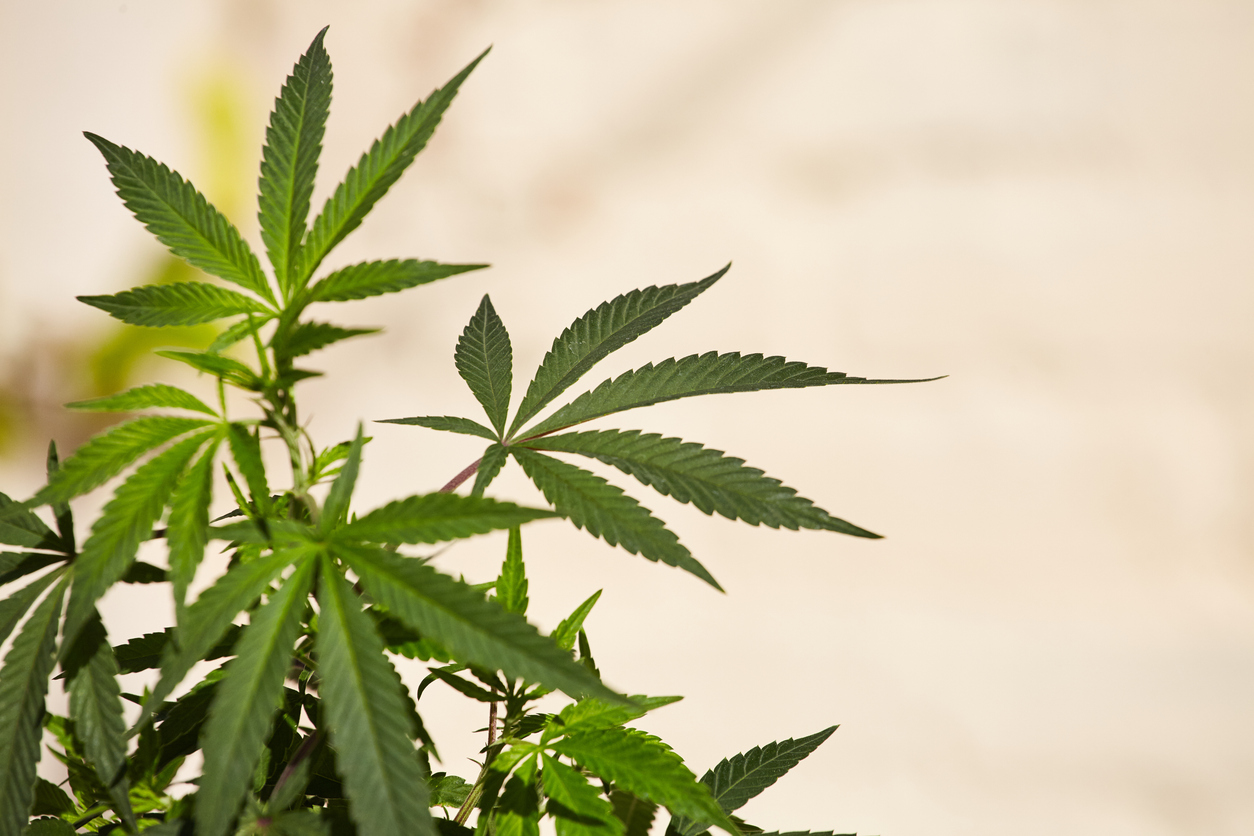 Bluetenbande e.V. | Zukunft des legalen Cannabis