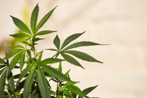 Closeup shot of a marijuana plant on light blurred background with a space for text